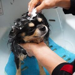 佐倉市周辺限定出張トリミング「アイネクルネ」