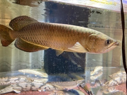 ノーザンバラムンディ　引き取り限定