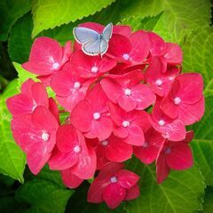 🌺🌺履歴書なし❕❕　給料は即日ゲット❕❕🌺🌺　　　　　　　　　　...