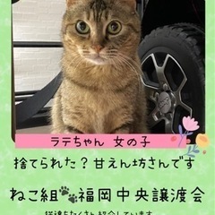 抱っこして保護できた甘えん坊さん【譲渡会参加】