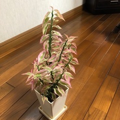 【決まりました】新芽出ました。元気✨金運アップ商売繁盛の木大銀龍...