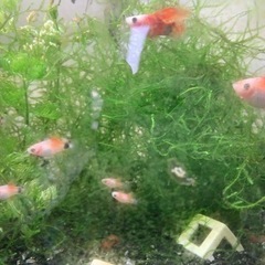 ミッキーマウスプラティハイフィン稚魚〜幼魚10匹譲ります