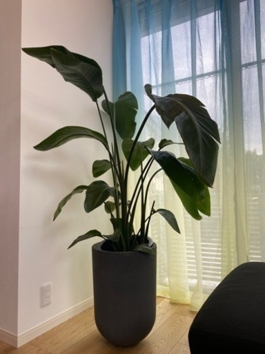 オーガスタ10号陶器セット