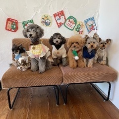 ☆犬会やります☆ (犬友募集)