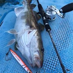 遊漁船（釣船）に同船してくれる方募集！！