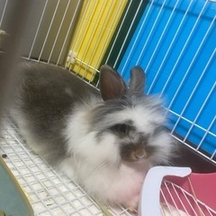 ライオンうさぎ　1歳3ヶ月くらい