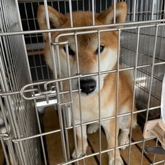 元気がいい柴犬