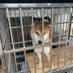 まだ若い柴犬です