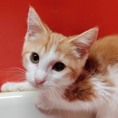 純血猫ちゃんのふれあい広場(⋈◍＞◡＜◍)。✧♡（福岡わんにゃん...