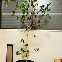 観葉植物 ピタンガ＋お洒落植木鉢セット ※都内インテリアショップ購入