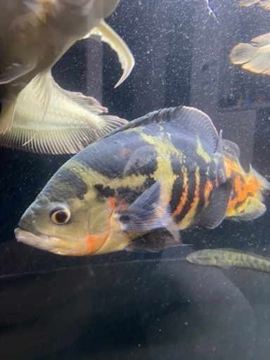 ワイルド　オスカー　熱帯魚　大型魚