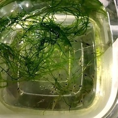 ミナミヌマエビの画像