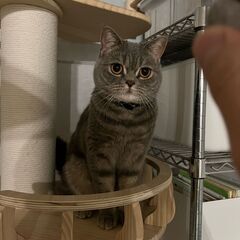 さきほど無事保護できました。　　スコティッシュフォールド - 手伝って/助けて