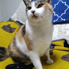 ふわふわ淑女の三毛猫さん