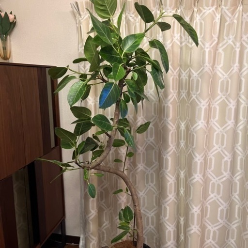 値下げしました！2/27まで　観葉植物 フィカス アルテシーマ 10号 曲り プラスチック鉢