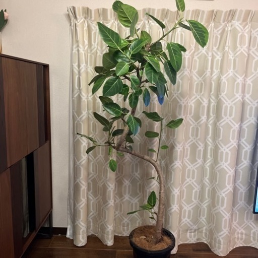 値下げしました！2/27まで　観葉植物 フィカス アルテシーマ 10号 曲り プラスチック鉢