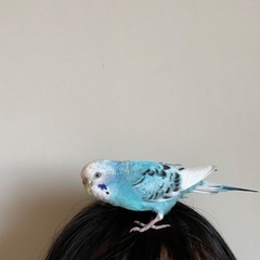 ペットのセキセイインコを探しています