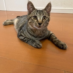 可愛いスズメくん