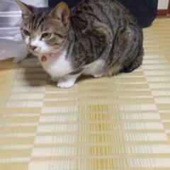 里親募集