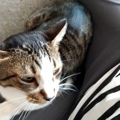 猫のごはん（療養食など/保護活動さん向け）
