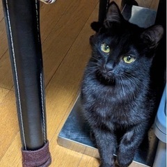 黒子ニャンズ　ひじきちゃん（姉）