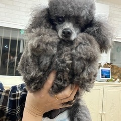 8歳のシルバートイプードル
