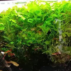 水草　ウォータースプライト 水中葉　1株10円