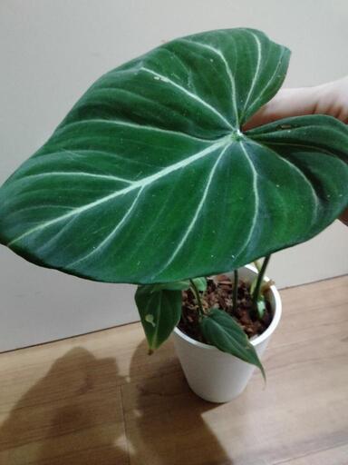 観葉植物　フィロデンドロン　グロリオーサム