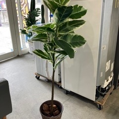 お買い得❗️【造花/インドゴムノキ】クリーニング済み【管理番号8...