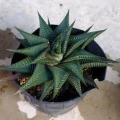 ハオルチア瑠璃殿　多肉植物の画像
