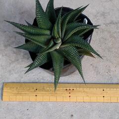 ハオルチア瑠璃殿　多肉植物の画像