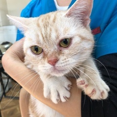 🐱里親募集🐱アメショ女の子推定2歳