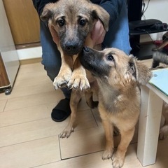 里親募集