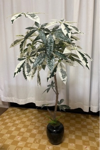 パキラ　斑入り　人工観葉植物　光触媒