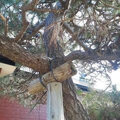 松の木値下げしましたの画像