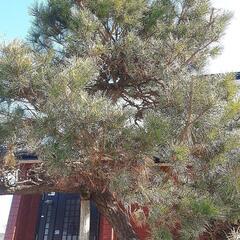 松の木値下げしましたの画像