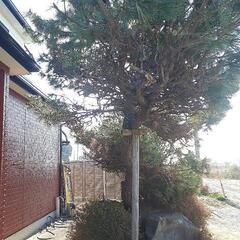 松の木値下げしましたの画像