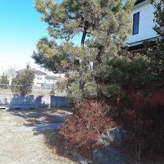 松の木値下げしました