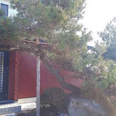 松の木値下げしましたの画像