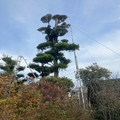 造園、剪定、外構工事などのバイトを募集。の画像