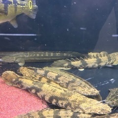 ポリプテルスの画像