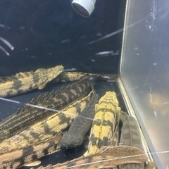 ポリプテルスの画像