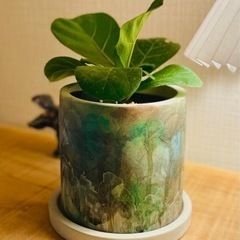 鉢付き　観葉植物　初心者向けグリーンインテリア