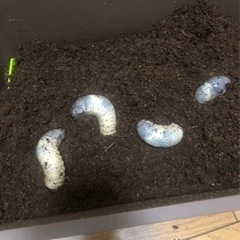カブトムシ　幼虫2匹セット