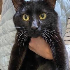 黒猫　男の子　推定の生後1〜2歳