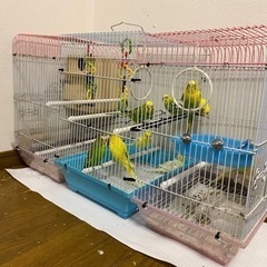 セキセイ　インコ