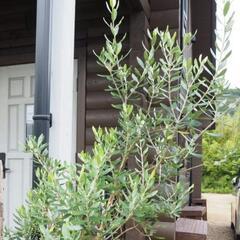 植物引き取ります