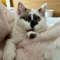 【1】おとなしいくて優しい白い子猫さん【里親第一候補者様あり】