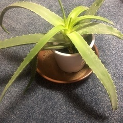 アロエベラ
