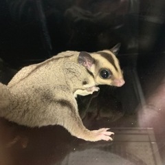 ペットハウス フクロモモンガ - 地元のお店